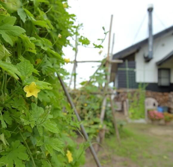 家庭菜園や実のなる木を植えて、収穫を楽しみたい